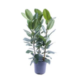 Ficus Amstel King Gold - Ø27cm - ↕105cm Everspring