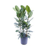 Ficus Amstel King Gold - Ø27cm - ↕105cm Everspring