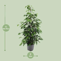 Ficus benjamina Danielle - Ø21cm - ↕95cm - GREEN OASIS - SHOP