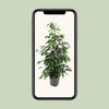 Ficus benjamina Danielle - Ø21cm - ↕95cm - GREEN OASIS - SHOP