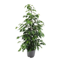 Ficus benjamina Danielle - Ø21cm - ↕95cm - GREEN OASIS - SHOP