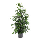 Ficus benjamina Danielle - Ø21cm - ↕95cm - GREEN OASIS - SHOP