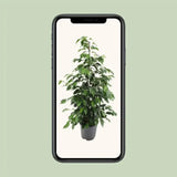 Ficus benjamina Danielle - Ø21cm - ↕95cm - GREEN OASIS - SHOP