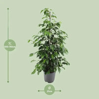 Ficus benjamina Danielle - Ø21cm - ↕95cm - GREEN OASIS - SHOP