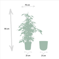 Ficus benjamina Danielle - Ø21cm - ↕95cm + pot Mayk Plomb Everspring