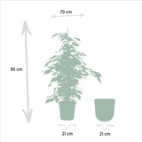 Ficus benjamina Danielle - Ø21cm - ↕95cm + pot Mayk Plomb Everspring