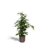 Ficus benjamina Danielle - Ø21cm - ↕95cm + pot Mayk Plomb Everspring