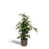 Ficus benjamina Danielle - Ø21cm - ↕95cm + pot Mayk Plomb Everspring