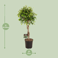 Ficus Benjamina Exotica - Ø27cm - ↕120cm Everspring