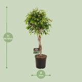 Ficus Benjamina Exotica - Ø27cm - ↕120cm Everspring