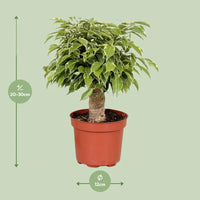 Ficus Benjamina Kinky - Ø12cm - ↕28cm Everspring