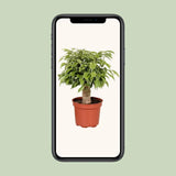 Ficus Benjamina Kinky - Ø12cm - ↕28cm Everspring