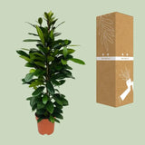 Ficus Cyathistipula - Ø21cm - ↕105cm Everspring