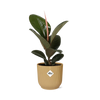 Ficus Elastica ‘Robusta’+ pot ELHO Vibes Fold 14 cm jaune - GREEN OASIS - SHOP