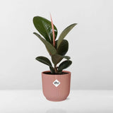 Ficus Elastica ‘Robusta’ + pot ELHO Vibes Fold 14 cm rose - GREEN OASIS - SHOP