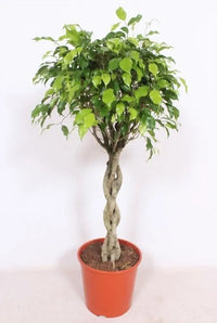 Ficus Exotica - Ø30cm - ↕120cm Everspring