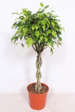Ficus Exotica - Ø30cm - ↕120cm Everspring