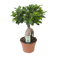 Ficus Ginseng - Ø17cm - ↕40cm Everspring