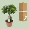 Ficus Ginseng - Ø17cm - ↕40cm Everspring