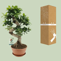 Ficus Ginseng - Ø22cm - ↕60cm Everspring
