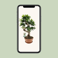 Ficus Ginseng - Ø22cm - ↕60cm Everspring