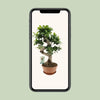 Ficus Ginseng - Ø22cm - ↕60cm Everspring