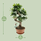 Ficus Ginseng - Ø22cm - ↕60cm Everspring