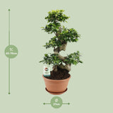 Ficus Ginseng - Ø27cm - ↕70cm - GREEN OASIS - SHOP