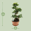 Ficus Ginseng - Ø27cm - ↕70cm - GREEN OASIS - SHOP