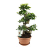 Ficus Ginseng - Ø27cm - ↕70cm - GREEN OASIS - SHOP