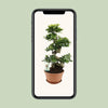 Ficus Ginseng - Ø27cm - ↕70cm - GREEN OASIS - SHOP