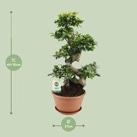 Ficus Ginseng - Ø27cm - ↕70cm - GREEN OASIS - SHOP