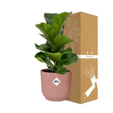 Ficus Lyrata ‘Bambino’ + pot ELHO Vibes Fold 14 cm rose - GREEN OASIS - SHOP