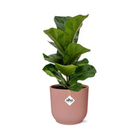 Ficus Lyrata ‘Bambino’ + pot ELHO Vibes Fold 14 cm rose - GREEN OASIS - SHOP