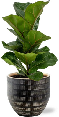 Ficus Lyrata - Ø12cm - ↕30cm + Beau Pot D14x13cm - Noir - GREEN OASIS - SHOP