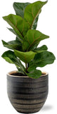 Ficus Lyrata - Ø12cm - ↕30cm + Beau Pot D14x13cm - Noir - GREEN OASIS - SHOP