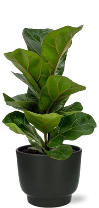Ficus Lyrata - Ø12cm - ↕30cm + Pot Potenza D13x11cm - Noir - GREEN OASIS - SHOP Plantes vertes originales livrées à votre domicile