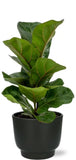 Ficus Lyrata - Ø12cm - ↕30cm + Pot Potenza D13x11cm - Noir - GREEN OASIS - SHOP Plantes vertes originales livrées à votre domicile