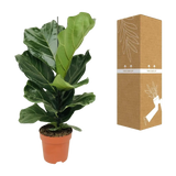 Ficus Lyrata - Ø17cm - ↕75cm Everspring