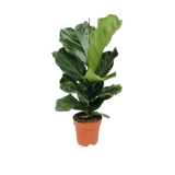 Ficus Lyrata - Ø17cm - ↕75cm Everspring