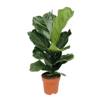 Ficus Lyrata - Ø17cm - ↕75cm Everspring