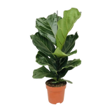 Ficus Lyrata - Ø17cm - ↕75cm Everspring