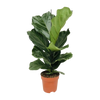 Ficus Lyrata - Ø17cm - ↕75cm Everspring