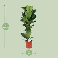 Ficus Lyrata - Ø21cm - ↕90cm Everspring