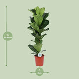 Ficus Lyrata - Ø21cm - ↕90cm Everspring