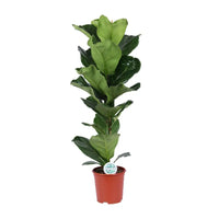 Ficus Lyrata - Ø21cm - ↕90cm Everspring