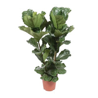 Ficus Lyrata - Ø27cm - ↕100cm - GREEN OASIS - SHOP
