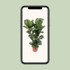 Ficus Lyrata - Ø27cm - ↕100cm - GREEN OASIS - SHOP