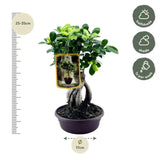 Ficus Microcarpa Ginseng - 30 cm - Ø17cm - GREEN OASIS - SHOP