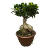 Ficus Microcarpa Ginseng - 50 cm - Ø25 cm - GREEN OASIS - SHOP Plantes vertes originales livrées à votre domicile